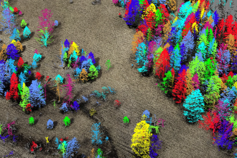 Подеревная съемка с составлением дендроплана и учетной ведомости